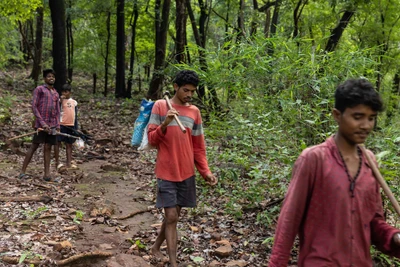 Natives of Kotwapathar, a hill top village, coming down to Bandakund village  where road ends, to collect ration. Malkangiri district/2023