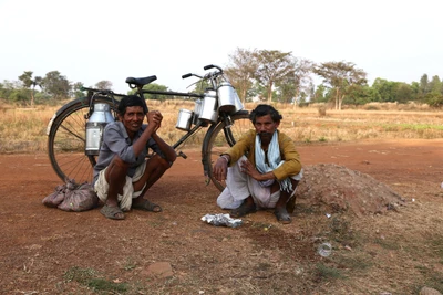 Cows are considered as a trustful income by many of the families in Indian villages. Men drinking and exchanging talk on the way back after delivering milk. Take from an outer villages of Raipur. 