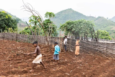 Trinath, Vijay Panki and Dhoni with their mother Lokmi Panki working in the small piece of land they own. Mariguda village, Chitrakonda, Malkangiri/2023