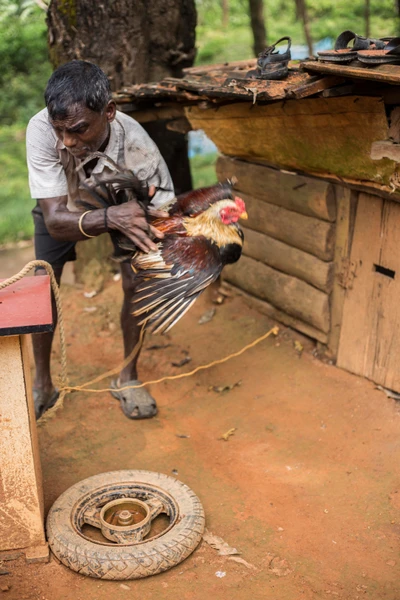 The man maneuvering the fighter cock is Kittu (also in the centre ; photograph 2). Observing beside him is his younger brother, Angara. 
Kamala, their mother watches. 
Kittu has five children.
@ Gerthila area, Kadaba, Karnataka.