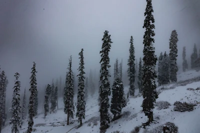 Gulmarg/2023