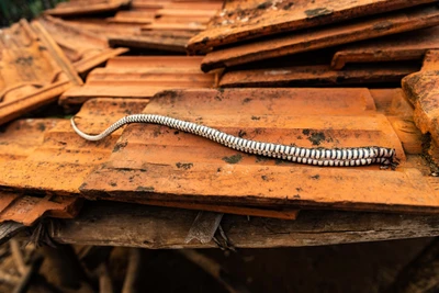 Taken from Badabel, Bondagati, Malkangiri district/2023