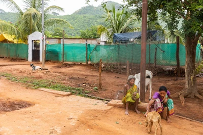 Woman feeding a sheep from a nipple bottle as it's mother died. The building seen in the back ground was once a party office of left extreme group, now CRPF camp. Totaguda village. Chithrakonda, Malkangiri/2023