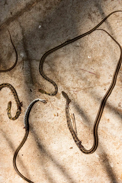 Snakes that's been killed from a mosque in Chithrakonda