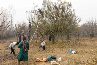 Children playing while the family is cutting off the leafs of apple tree as the winter is coming./2023