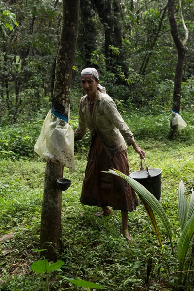 
26. Sushama works as a labourer in a rubber estate owned by a Keralite in Kalara village, Kadaba, Karnataka. She is paid 400 rupees every alternate day.
Deeksha, her daughter, studies in 12th. Her husband Shakare Shetty passed away when Deeksha was only 4 years old. 