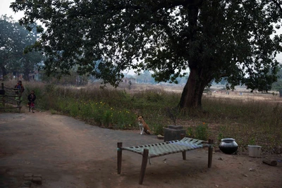 Taken from Dadumunda village in Sambalpur District. 