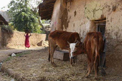 Woman carrying desiccated dung.  