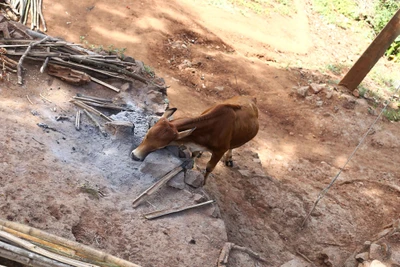 Pamarachodu Hamlet. 2015