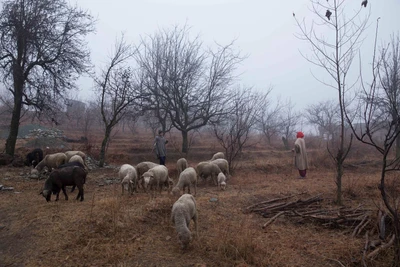 Sahail is grazing sheep with his sister.. Their father is a doctor. 