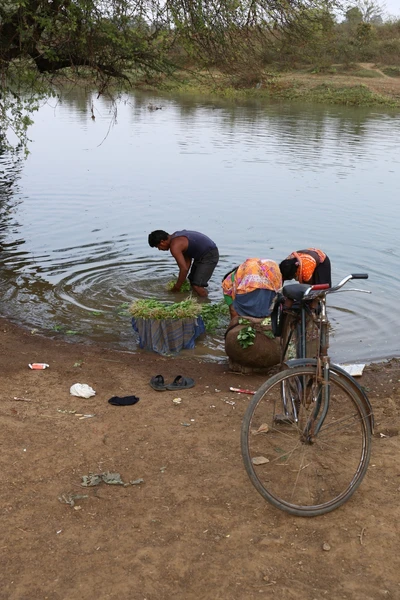 Washing vegetables and herbs before sending to market.  