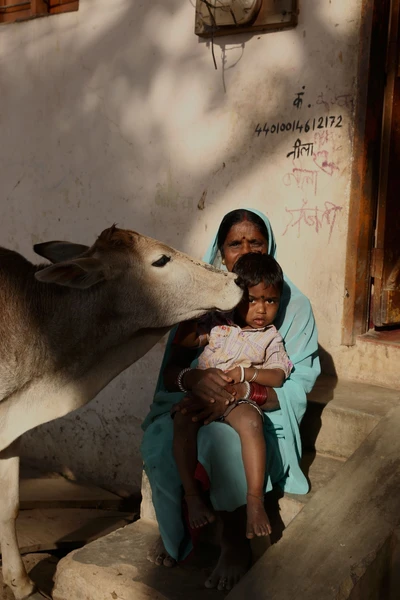 Cows are considered as a holy symbol among the Hindu people. 